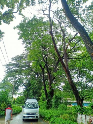 สำรวจเสาไฟฟ้าเอียงโคล่น บริเวณหมวดประมง คณะเกษตรศาสตร์